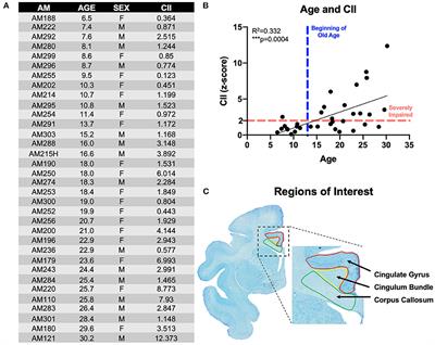 T Cells Actively Infiltrate the White Matter of the Aging Monkey Brain in Relation to Increased Microglial Reactivity and Cognitive Decline